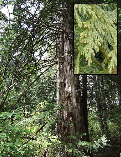 western red cedar thuja plicata